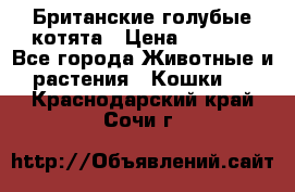 Британские голубые котята › Цена ­ 5 000 - Все города Животные и растения » Кошки   . Краснодарский край,Сочи г.